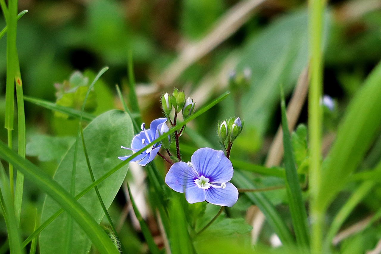 Exploring the Unique Flora of the Great Smoky Mountains